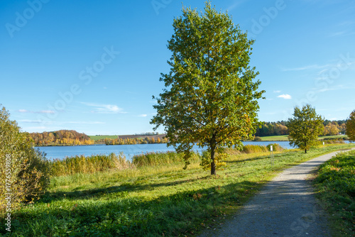 Quercus robur Stieleiche am Ufer des Drachensees bei Furth im Wald im Spätherbst