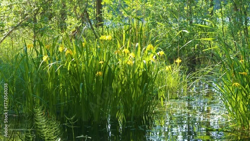 Yellow iris growing at lake shore