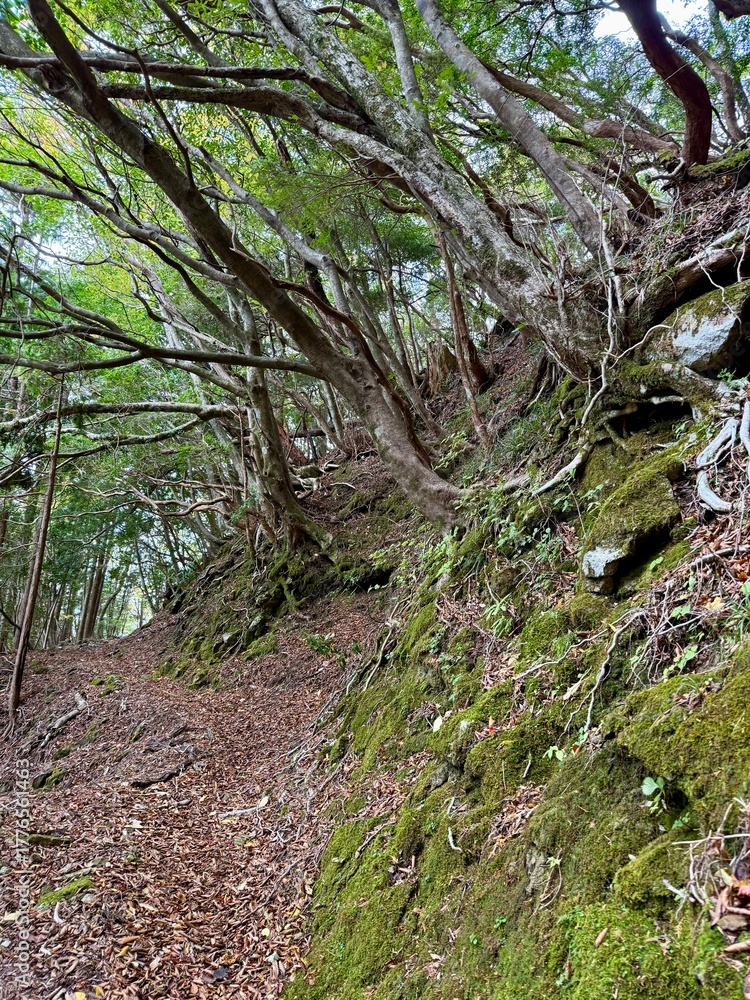 Naklejka premium stream in the forest