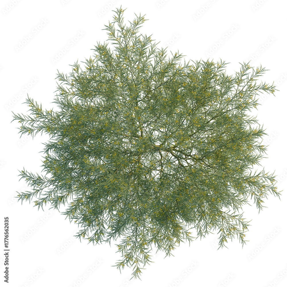 Fototapeta premium Parkinsonia aculeata tree plan, top view, cutout, transparent background, isolate, Vibrant green shrub with small yellow flowers top down view