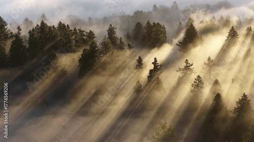 Early morning mist drifts through a forested Pacific Northwest landscape near Portland, Oregon. Fog and mist forms when moist air cools to its dew point, causing water vapor to condense.