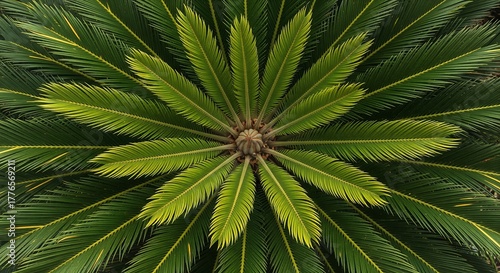Close up overhead view of vibrant green sago palm fronds forming a radial pattern