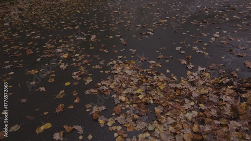 Wallpaper Mural Fallen yellow maple leaves on the ground in the park in autumn Torontodigital.ca