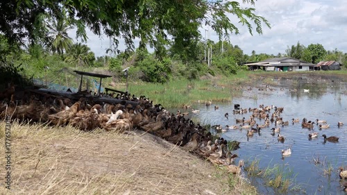 Free-range duck farming for egg production. A flock of Khaki Campbell ducks resting on earthen dyke under shade of a tree and swimming around looking for food in a flooded rice field after harvest.