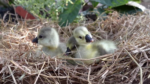 Three Newly hatched gray african or shitou goose gosling on straw or dry grass in the agricultural garden with warm morning light.	