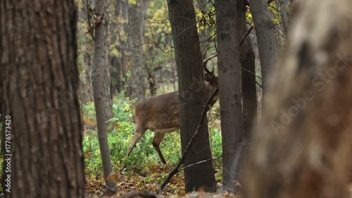 White-tailed Deer in woodland