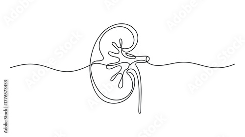 continuous line drawing of human kidney with internal structures – minimalist anatomical illustration for medical, biological, and health themes