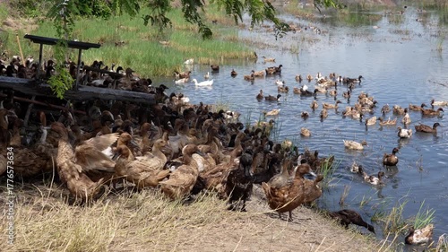Free-range duck farming for egg production. A flock of Khaki Campbell ducks resting on earthen dyke under shade of a tree and swimming around looking for food in a flooded rice field after harvest.