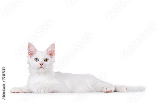 White Maine Coon cat kitten, laying down side ways. Looking towards camera. Isolated on a white background