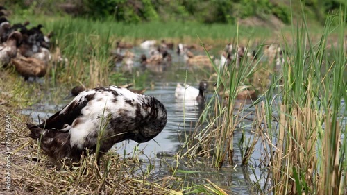 Free-range duck farming for egg production. A flock of Khaki Campbell ducks foraging in a flooded rice field after harvest traditional form of agriculture in lowland areas of Thailand.	
