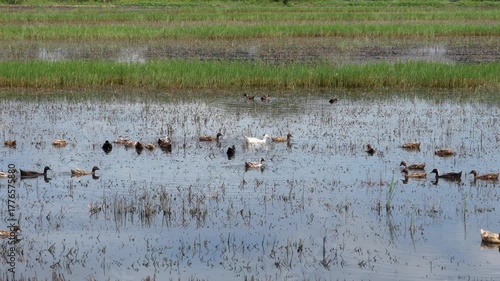 Free-range duck farming for egg production. A flock of ducks swims in a row to foraging in a flooded rice field after harvest traditional form of agriculture in lowland areas of Thailand.	
