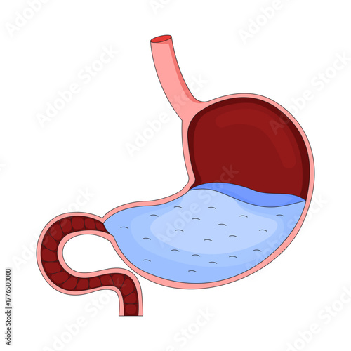 Human stomach cross-section filled with gastric fluid 2D vector illustration. Digestive organ. Biology diagram. Gastrointestinal tract flat object isolated on white background. Colorful cartoon image