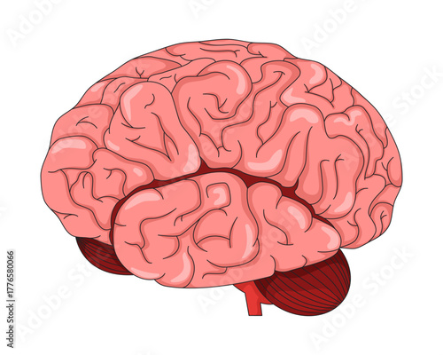 Human brain lateral view 2D vector illustration. Internal organ. Cognitive function. Cerebral folds, lobes and cerebellum anatomy flat object isolated on white background. Colorful cartoon image