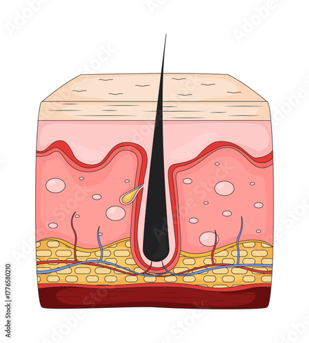 Human skin cross-section with hair follicle anatomy 2D vector illustration. Epidermis dermis and sebaceous gland. Subcutaneous layers flat object isolated on white background. Colorful cartoon image
