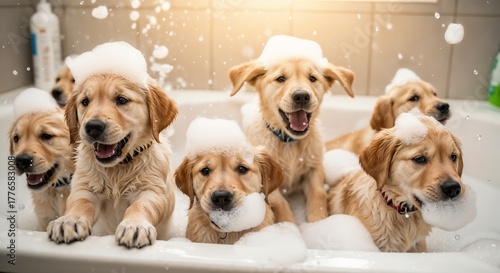 Adorable golden retriever puppies having a fun bath in a tub full of bubbles. Cute dogs playing with soap foam during grooming. Pet care concept