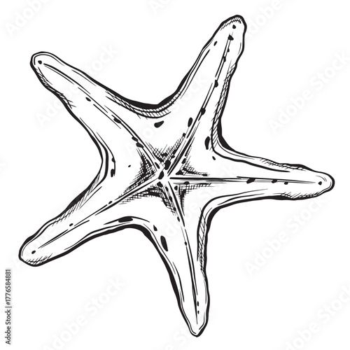 Sketch of starfish. Hand drawn ink vector illustration of sea star. Linear graphic elements for design isolated on white background.