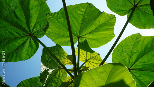 bright green leaves of the Balsa Tree, Ochroma pyramidale, are captured from below against a clear blue sky