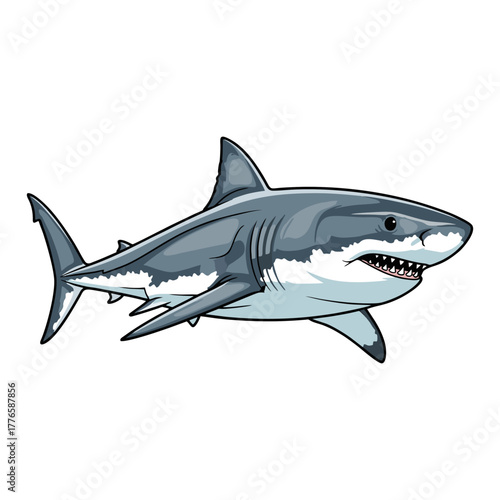 shark with a white background