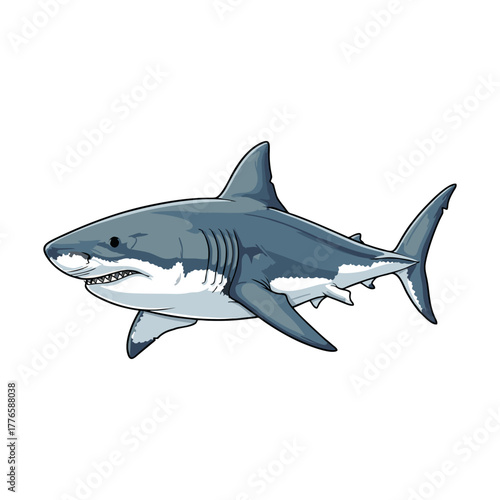 shark with a white background