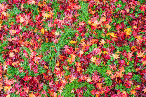 red and green leaves in autumn, foliage