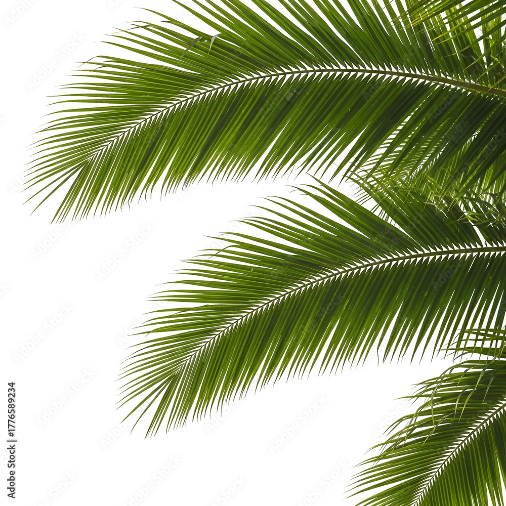 Fototapeta premium Closeup of green palm leaves isolated on transparent background