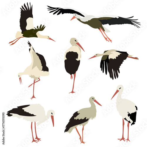 Collection of White Storks in Different Poses