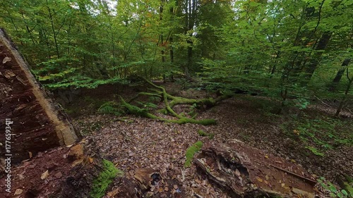 Baumstumpf von alter Eiche mit vermoderndem Totholz im Laubwald, Rotation, Biodiversität