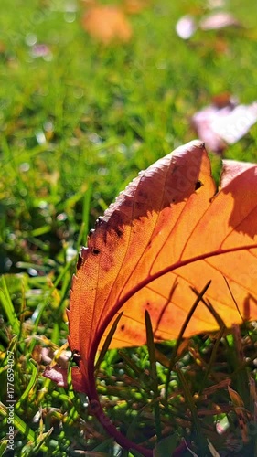 Vertical tilt-up shot of autumn leaf on green grass in sunlight, beautiful fall season background for social media stories, relaxation video or travel blog.