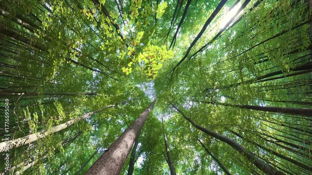 Baumkronen im Laubwald in Rotation, Bewegung, Blick nach oben