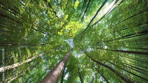 Baumkronen im Laubwald in Rotation, Bewegung, Blick nach oben