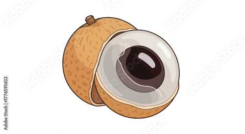 Illustration of a ripe longan fruit cut in half showing its seed.