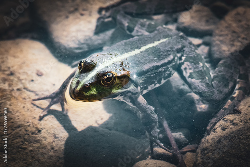 Fotografi Close-up of green frog in water with reflection, natural wildlife macro shot of