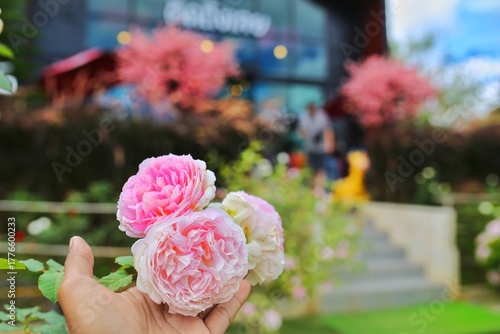 Rose flowers in the garden.