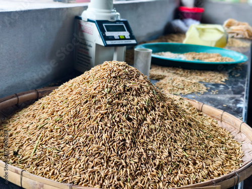 Many piles of rice, Farmers' unpolished rice is dried to reduce humidity. paddy background.