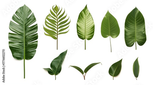 set of green leaves