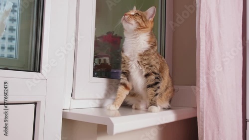 Adorable calico cat sits on kitchen windowsill observing surroundings. Kind pet ownership and compassionate home environment for animals