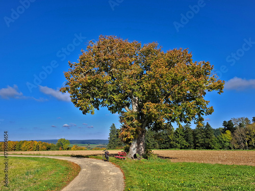 Fototapete Herbstlich gefärbte Linde im Schwarzwald bei Dornhan und Loßburg