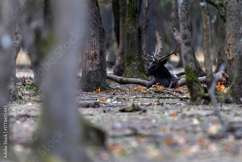Fototapeta Naklejka Na Ścianę i Meble -  The wild european fallow deer male, Dama dama, roaring during autumn rut at the edge of forest meadow. Photographed in natural light and wild natural forest.
