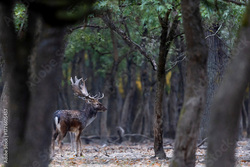 Fototapeta Naklejka Na Ścianę i Meble -  The wild european fallow deer male, Dama dama, roaring during autumn rut at the edge of forest meadow. Photographed in natural light and wild natural forest.
