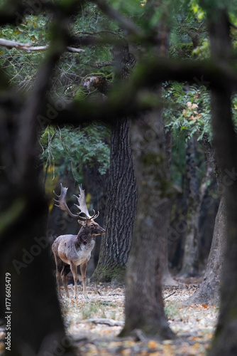 Fototapeta Naklejka Na Ścianę i Meble -  The wild european fallow deer male, Dama dama, roaring during autumn rut at the edge of forest meadow. Photographed in natural light and wild natural forest.
