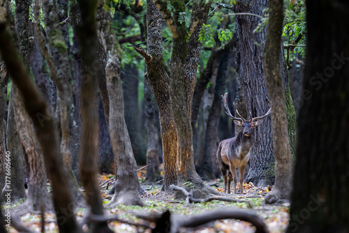Fototapeta Naklejka Na Ścianę i Meble -  The wild european fallow deer male, Dama dama, roaring during autumn rut at the edge of forest meadow. Photographed in natural light and wild natural forest.
