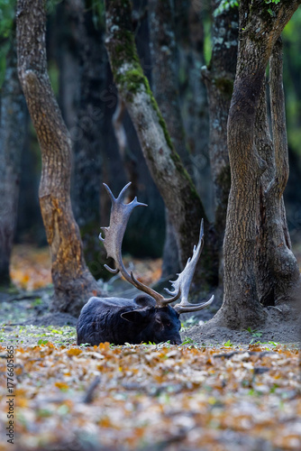 Fototapeta Naklejka Na Ścianę i Meble -  The wild european fallow deer male, Dama dama, roaring during autumn rut at the edge of forest meadow. Photographed in natural light and wild natural forest.
