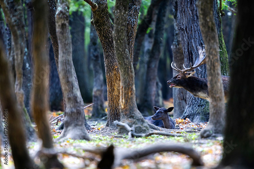 Fototapeta Naklejka Na Ścianę i Meble -  The wild european fallow deer male and female, Dama dama, during autumn rut at the edge of forest meadow. Photographed in natural light and wild natural forest.
