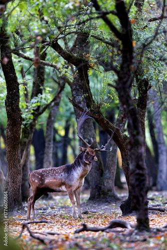 Fototapeta Naklejka Na Ścianę i Meble -  The wild european fallow deer male, Dama dama, roaring during autumn rut at the edge of forest meadow. Photographed in natural light and wild natural forest.
