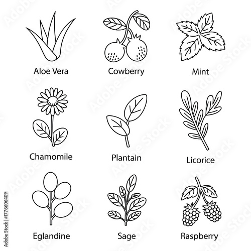 Collection of hand-drawn herbal plant icons with botanical names for natural wellness and remedies