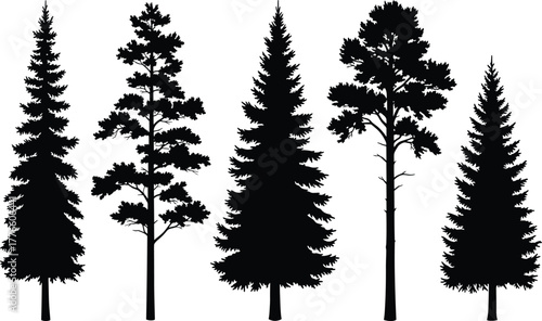 Conifer tree silhouettes, evergreen forest, pine trees, fir trees, black vector, woodland nature, outdoor landscape, winter background, ecology art, natural illustration
