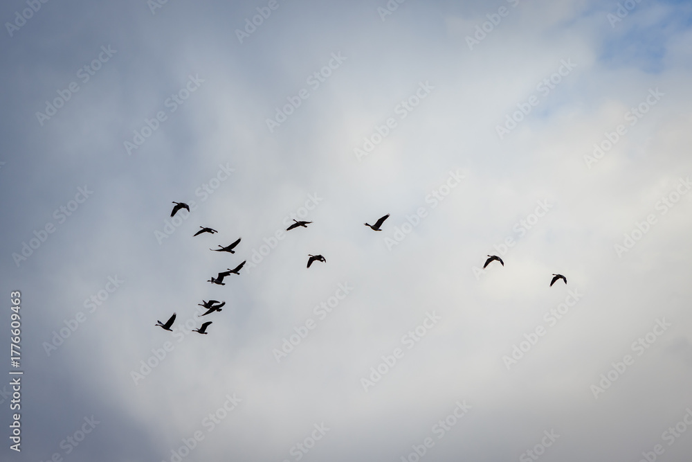 Fototapeta premium Flock of geese