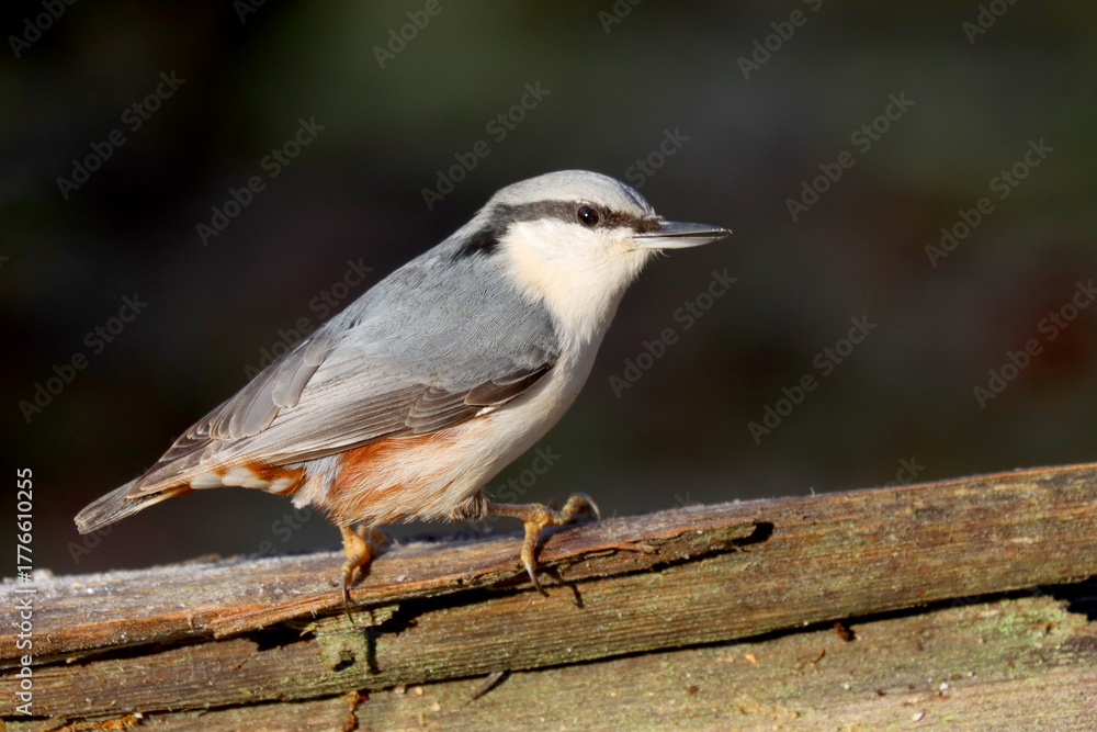 Fototapeta premium Eurasian nuthatch