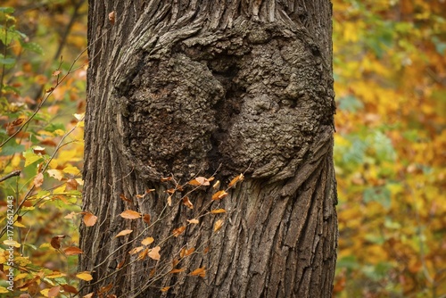 Oak trunk, yellow-brown colored beech leaves, autumn, Stuttgart, Germany