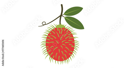 Illustration of a single ripe rambutan fruit hanging from a stem with leaves.